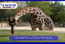 أكواريوم-حديقة-حيوانات-مدريد