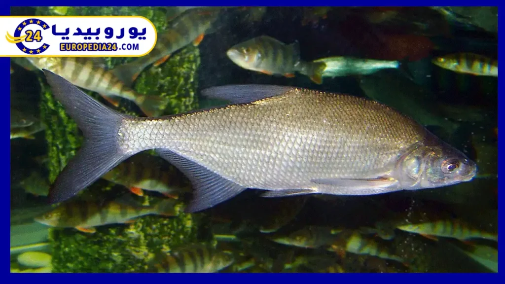 Fish Species and Fishing Regulations in Germany 2 Fish-Abrams