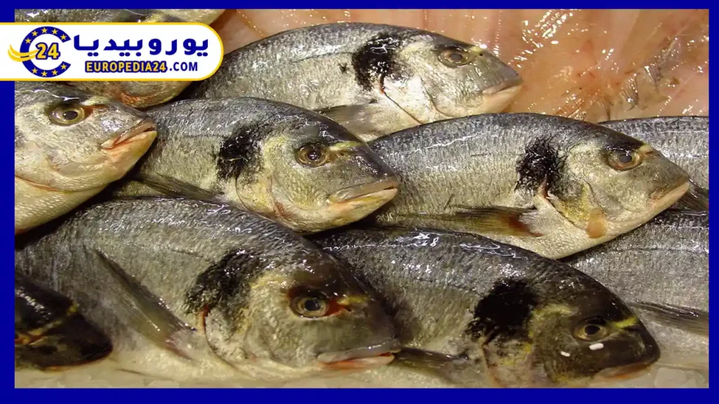Fish Species and Fishing Regulations in Germany 3 Fish-Lot-in-Germany