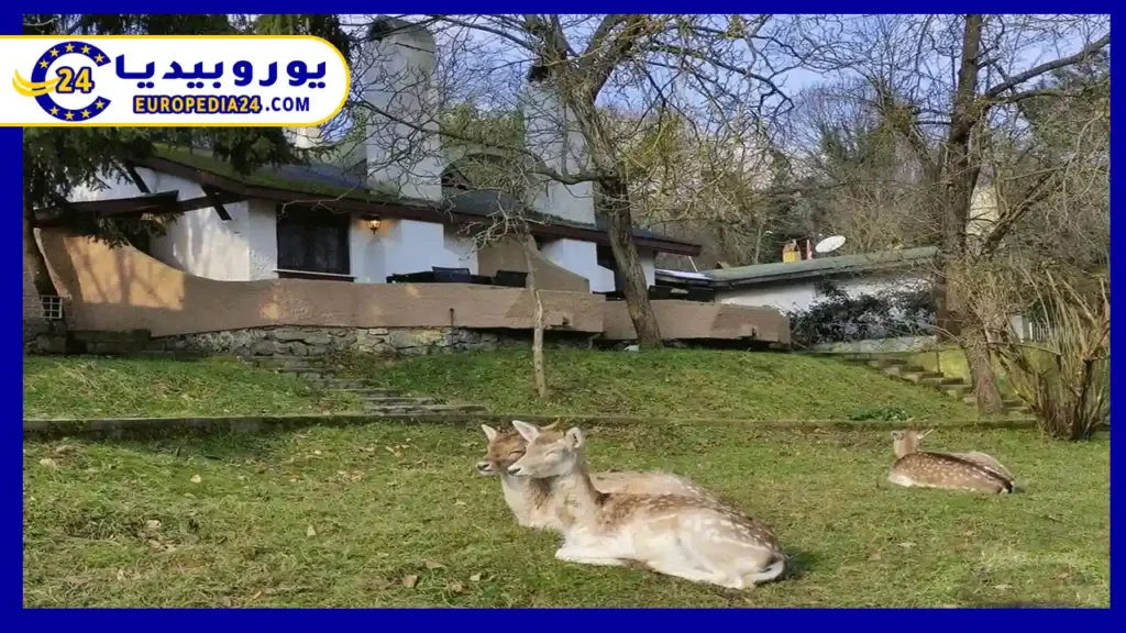 غابات بلغراد اسطنبول وأهم الأنشطة التي يمكنك القيام بها 2 الحيوانات-في-غابات-بلغراد-إسطنبول