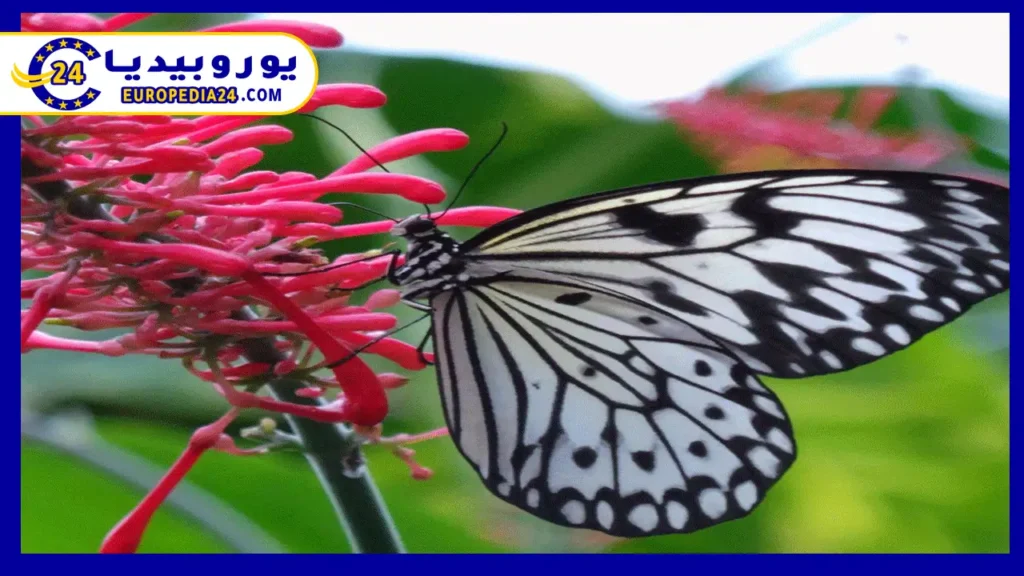 أفضل حدائق روتردام لرحلة مميزة 3 حديقة-الفراشات-في-روتردام