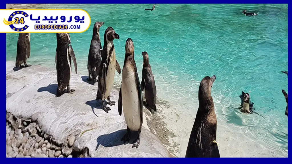 حديقة حيوان لندن أشهر الأماكن السياحية للعائلات 2 حديقة-حيوان-في-لندن