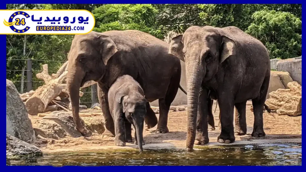 حديقة-حيوانات-امستردام