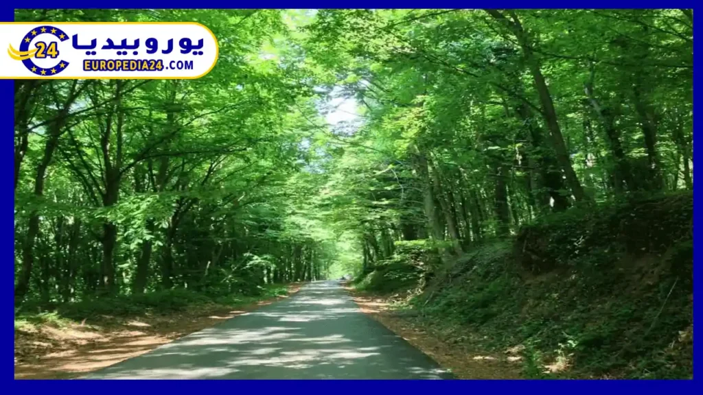 غابات بلغراد اسطنبول وأهم الأنشطة التي يمكنك القيام بها 3 غابات-بلغراد