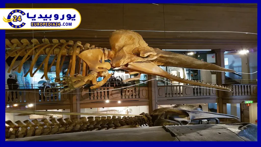 The 7 Most Famous Museums in Gothenburg You Shouldn’t Miss 2 gothenburg-natural-history-museum
