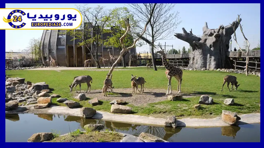 حديقة حيوانات روتردام أشهر أماكن السياحة في هولندا 2 حديقة-روتردام