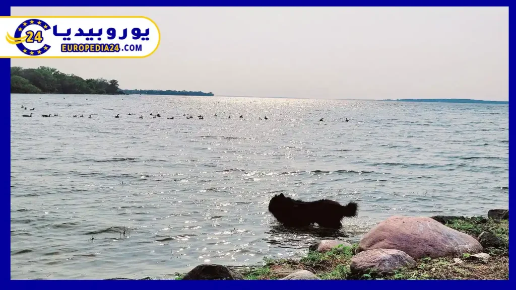 A trip to Cherry Beach Dog Park in Toronto combines romance and captivating beauty. 2 Cherry Dog Park Beach