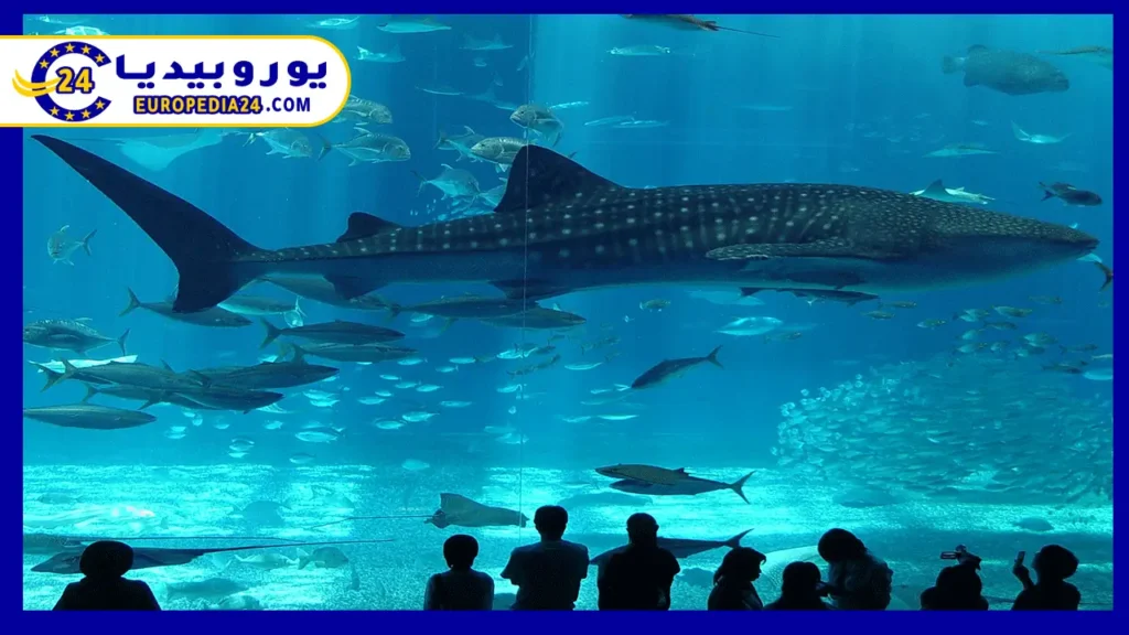 Popular Tourist Spots in Bakırköy for an Enjoyable Vacation 2 Istanbul Aquarium